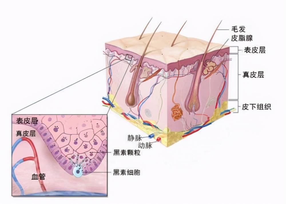 痘印痘坑如何修复(痘印痘坑修复最好办法)