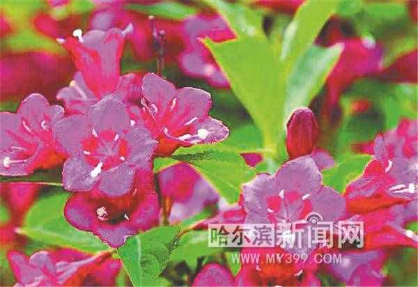 哈尔滨花卉（冰城小众花）