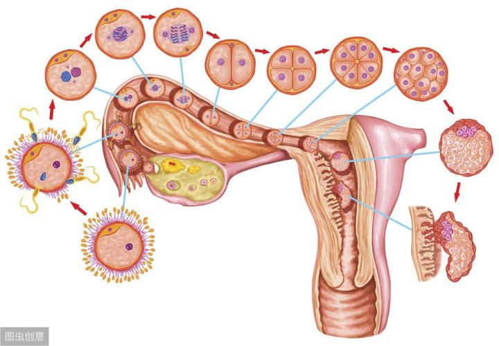 怀孕多久乳房会胀痛(着床成功的第一感觉)