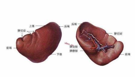 效应b细胞（效应b细胞的作用）