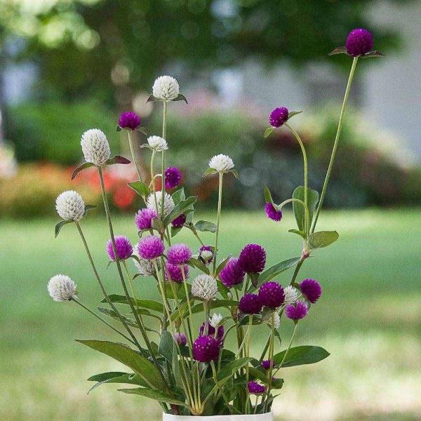 花坛植物（紫色的花坛植物）