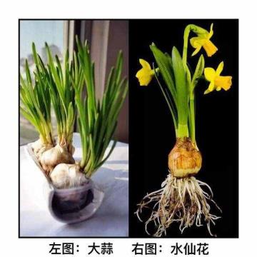 水仙花有毒吗（水仙花能毒死人吗）