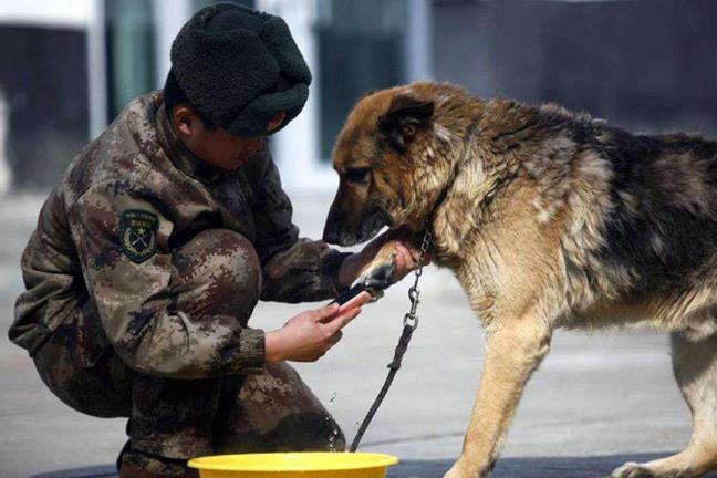 怎样看出幼犬认主人了