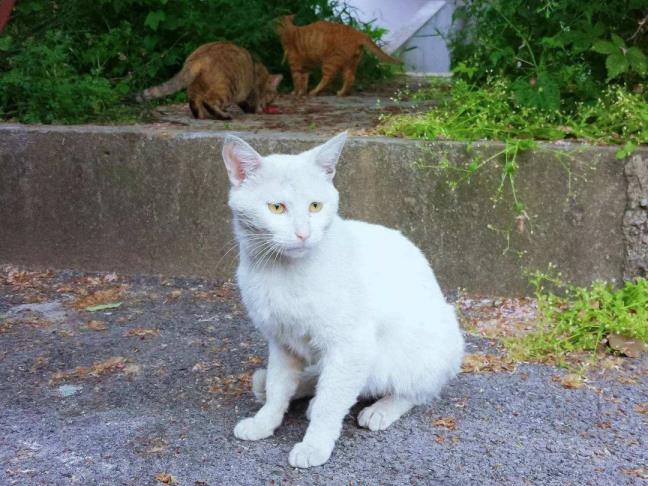 流浪猫真的会选主人吗